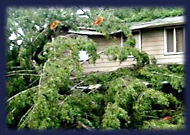 Tree Removal and Storm damage